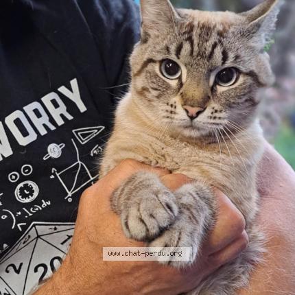 Photo 1/1 Found cat Found in Mouscron