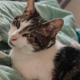 Picture of cat lost at Molenbeek Saint Jean