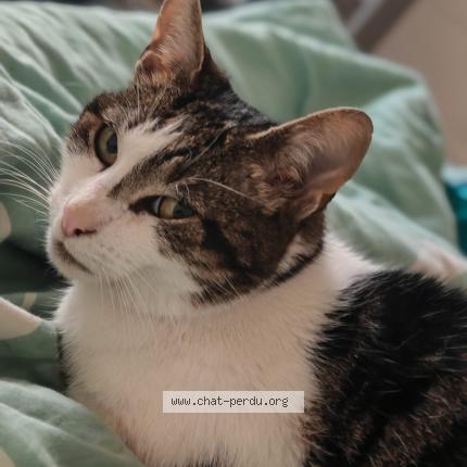 Photo 1/1 Cali Chat lost in Molenbeek saint jean