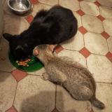 Picture of cat lost at Chezeneuve