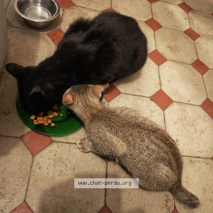 Photo 1/2 Arsouille Chat lost in Chezeneuve