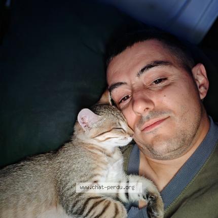 Photo 2/2 Arsouille Chat lost in Chezeneuve