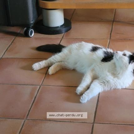 Photo 1/1 Marley Chat lost in Rousset