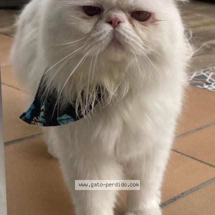 Photo 1/1 Kenzo Chat lost in Rionegro