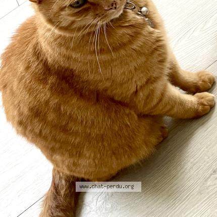 Photo 1/3 Mimi Chat lost in Osny