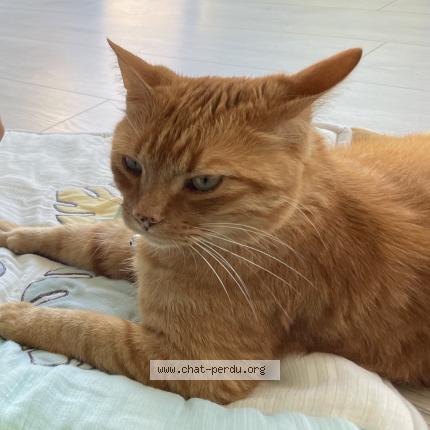 Photo 2/3 Mimi Chat lost in Osny