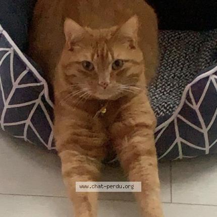 Photo 3/3 Mimi Chat lost in Osny