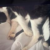 Picture of cat lost at Doignies