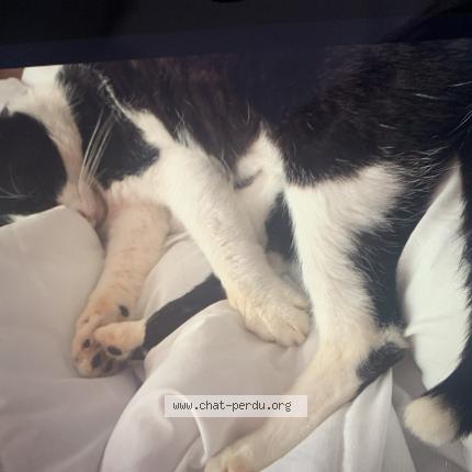 Photo 1/1 Pirate Chat lost in Doignies