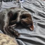 Picture of cat lost at Le Havre