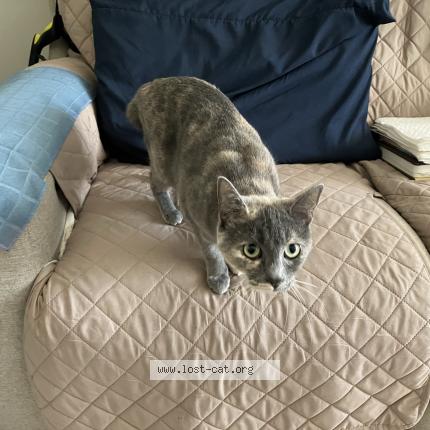 Photo 1/1 Clover Chat lost in Clinton township