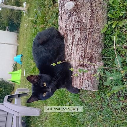 Photo 1/1 Doowie "doudou" Chat lost in Aulnoye aymeries