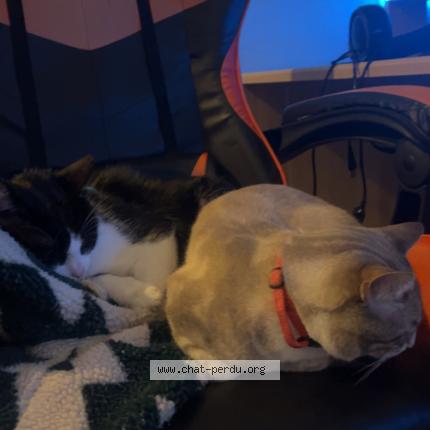 Photo 1/1 black ops Chat lost in Malemort