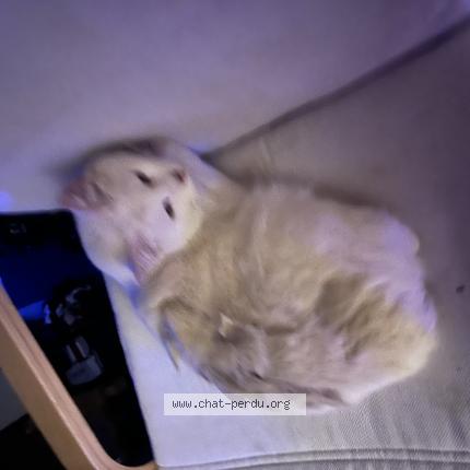 Photo 1/1 C&eacute;dric Chat lost in Huldange