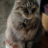 Picture of cat found at Insviller