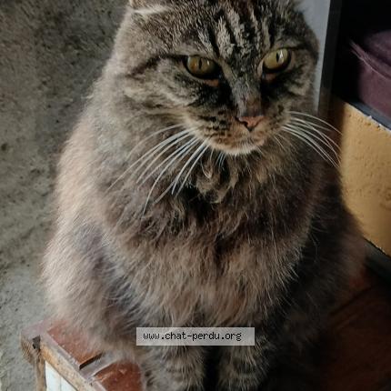 Photo 1/1 Found cat Found in Insviller