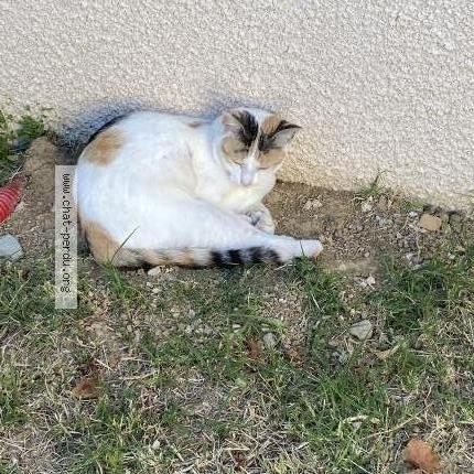 Photo 1/1 Gimli Chat lost in Saint nauphary