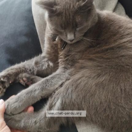 Photo 1/1 Rajah Chat lost in Mouzeil