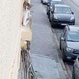 Picture of cat lost at Lievin