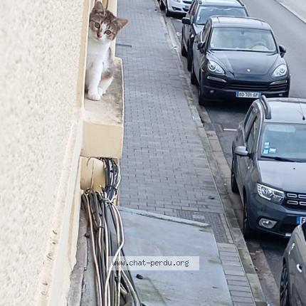 Photo 1/1 Tigresse Chat lost in Lievin