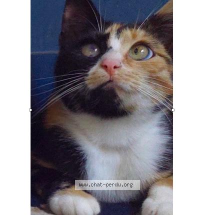 Photo 1/1 Jessicat Chat lost in Caumont