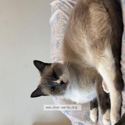 Photo 1/1 Spartacus Chat lost in Roubaix