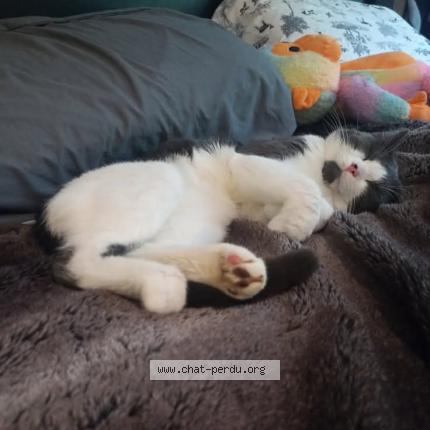 Photo 1/1 Jeffery Chat lost in Rawdon