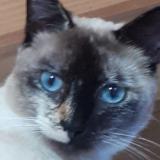 Picture of cat lost at Challans