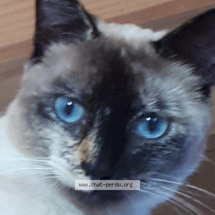 Photo 1/1 Hermine Chat lost in Challans