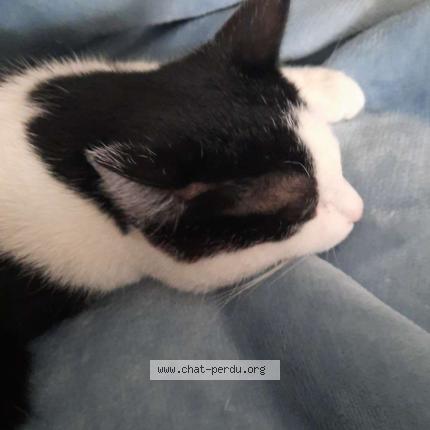 Photo 1/1 Iko Chat lost in Wervik