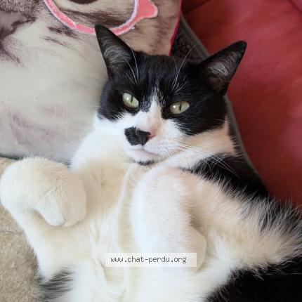 Photo 1/1 Charly Chat lost in Argeles sur mer