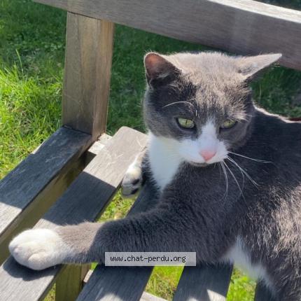 Photo 1/1 Chamallow Chat lost in Ancenis