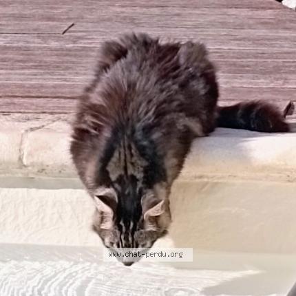 Photo 1/1 L&eacute;a Chat lost in Blauzac