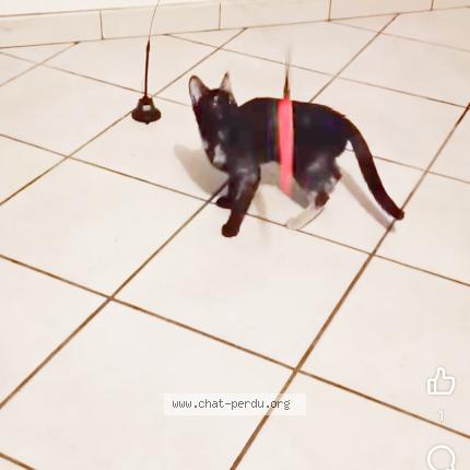 Photo 1/1 Pounette surnom crevette Chat lost in Amou