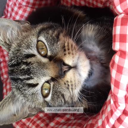 Photo 1/1 Glazick Chat lost in Saffre