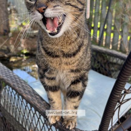 Photo 1/1 Beanie Chat lost in Mount albert