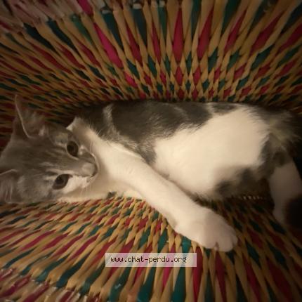 Photo 1/2 Peeta Chat lost in Fleac