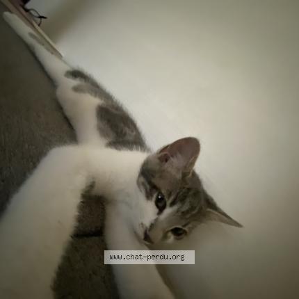 Photo 2/2 Peeta Chat lost in Fleac