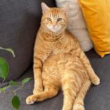 Picture of cat lost at Vic La Gardiole