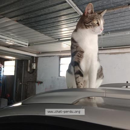 Photo 1/1 Arthur Chat lost in Amagney