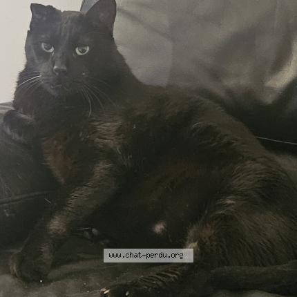 Photo 1/1 Dexter Chat lost in St cyprien