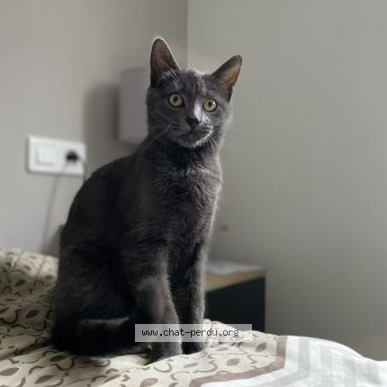 Photo 1/1 Sa&iuml;ko Chat lost in St martin de seignanx