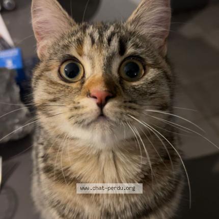 Photo 1/1 Reboul Julie Chat lost in St hilaire de brethmas