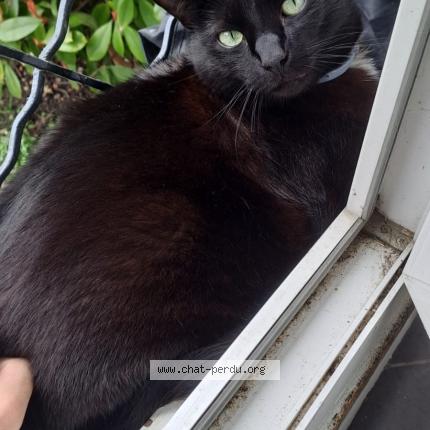 Photo 1/1 Yupa Chat lost in Neuilly plaisance