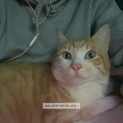 Photo 1/1 Milo Chat lost in Barsac