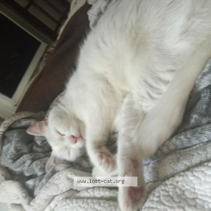 Photo 1/1 Angel Chat lost in Toronto