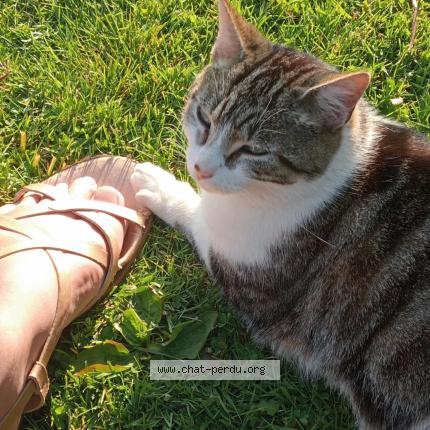 Photo 1/1 Minou Chat lost in Saint martin aux arbres