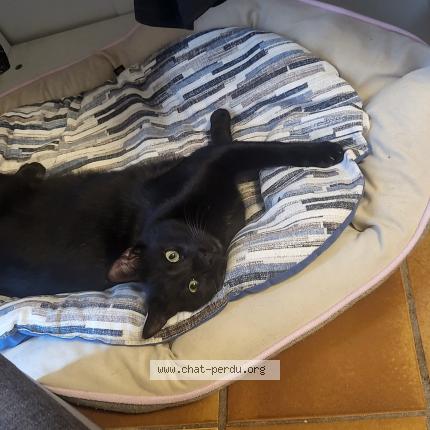 Photo 1/1 Coca Chat lost in Nice