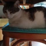 Picture of cat lost at St Julien Chapteuil