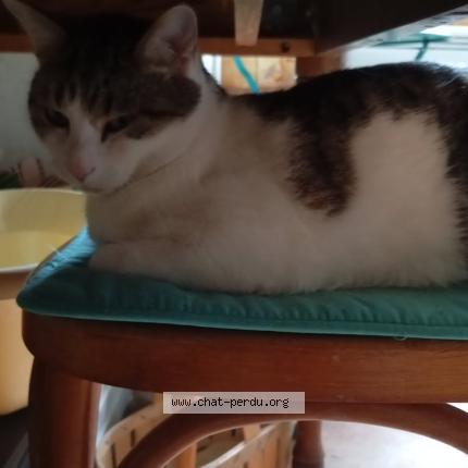 Photo 1/1 &Eacute;toile Chat lost in St julien chapteuil